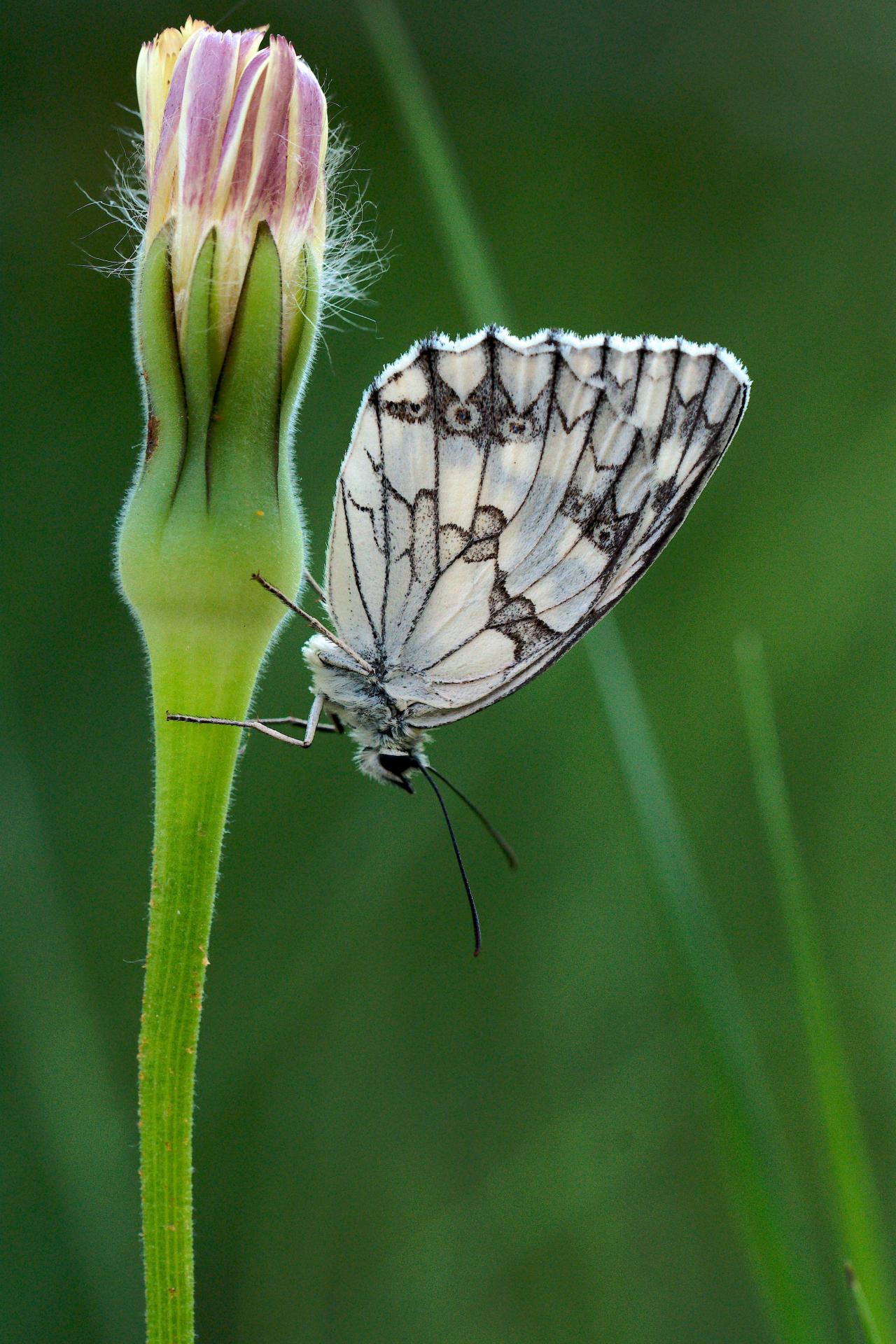 Papillons