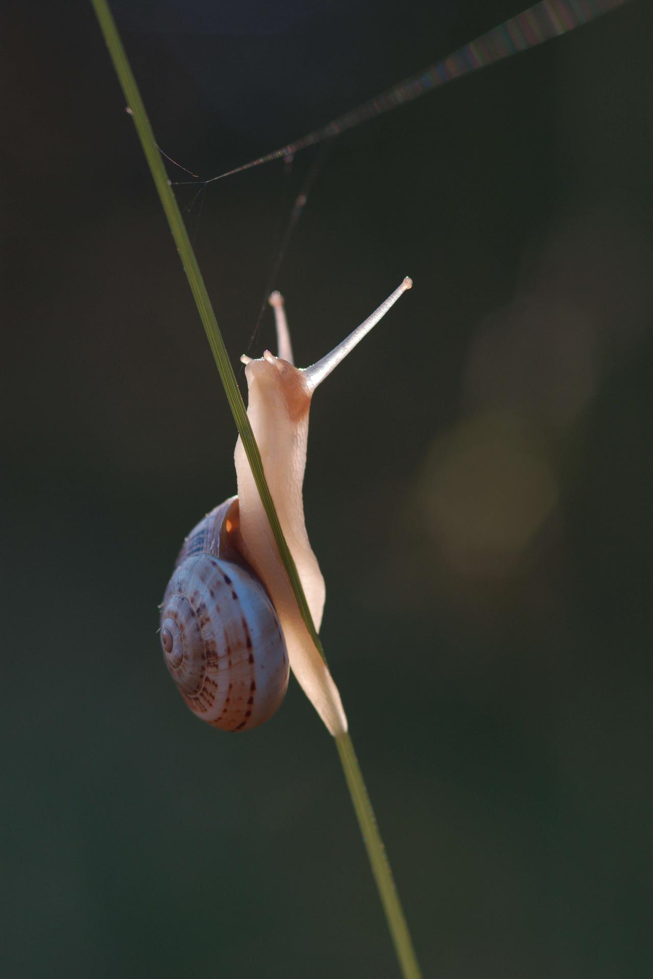 Escargot