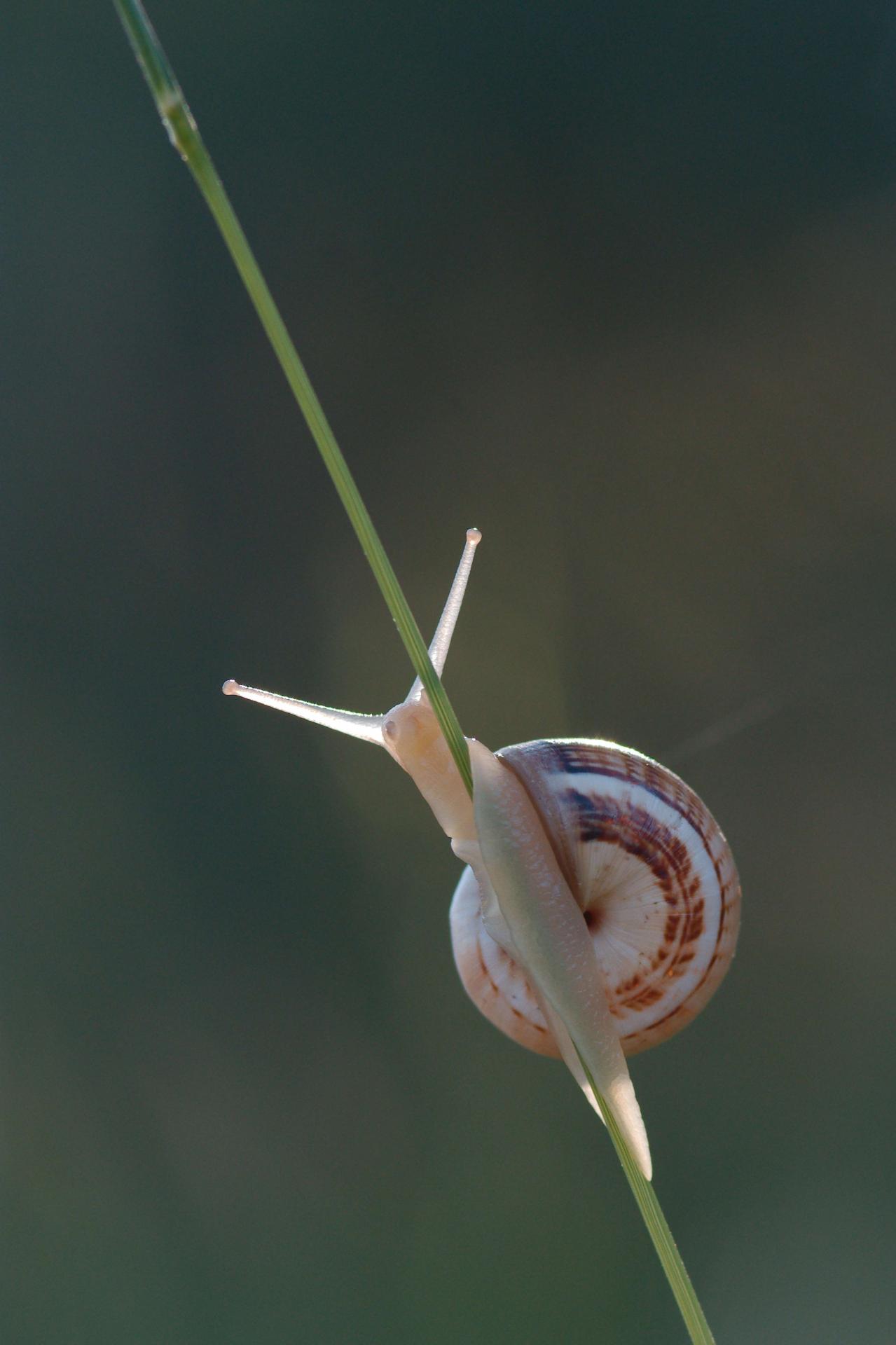 Escargot