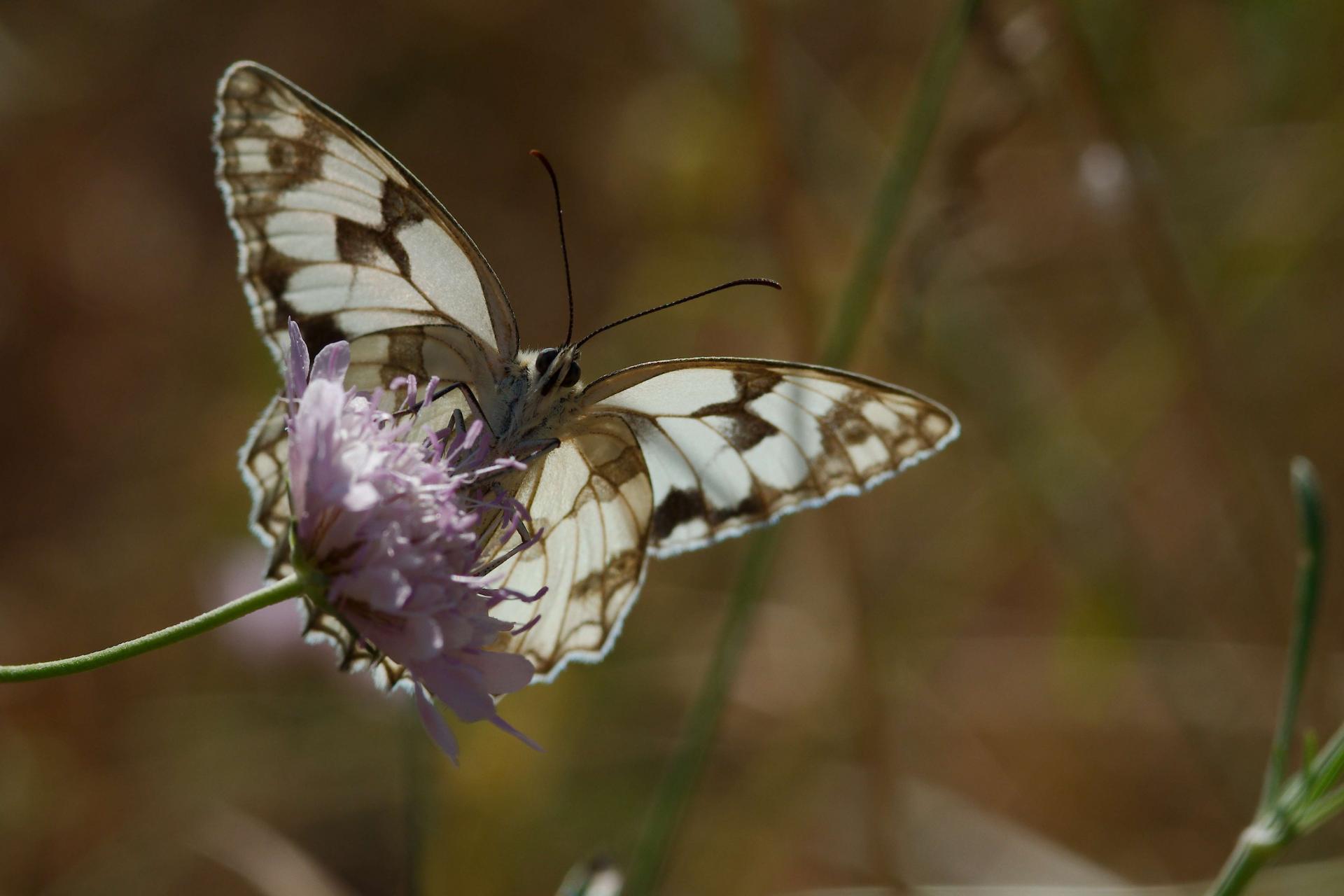 Papillon