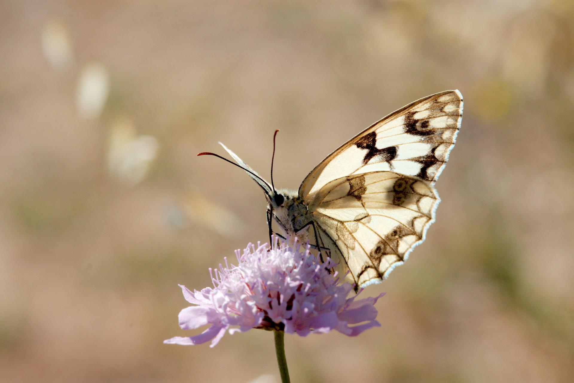 Papillon