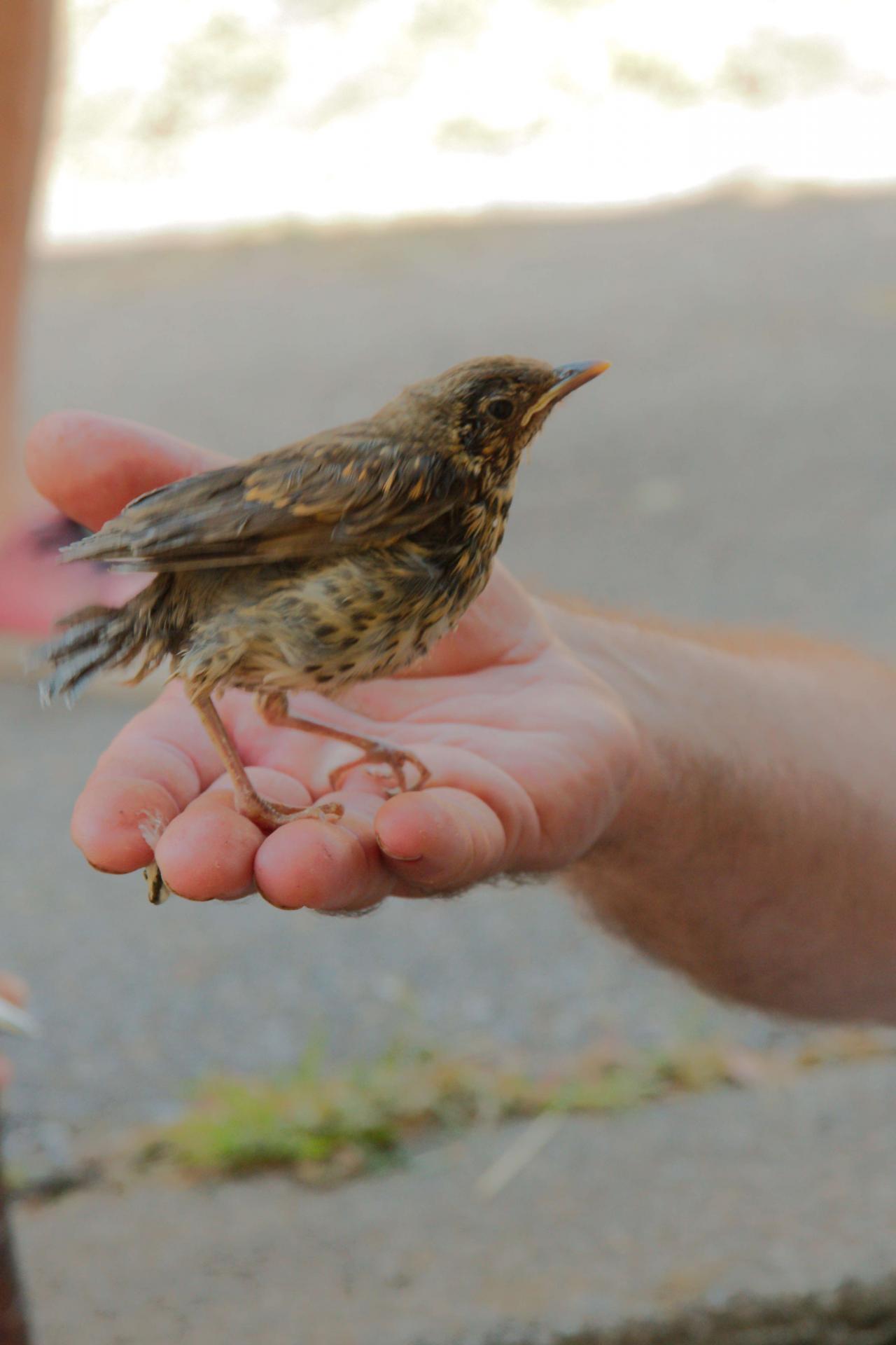 Jean-François et un oiseau