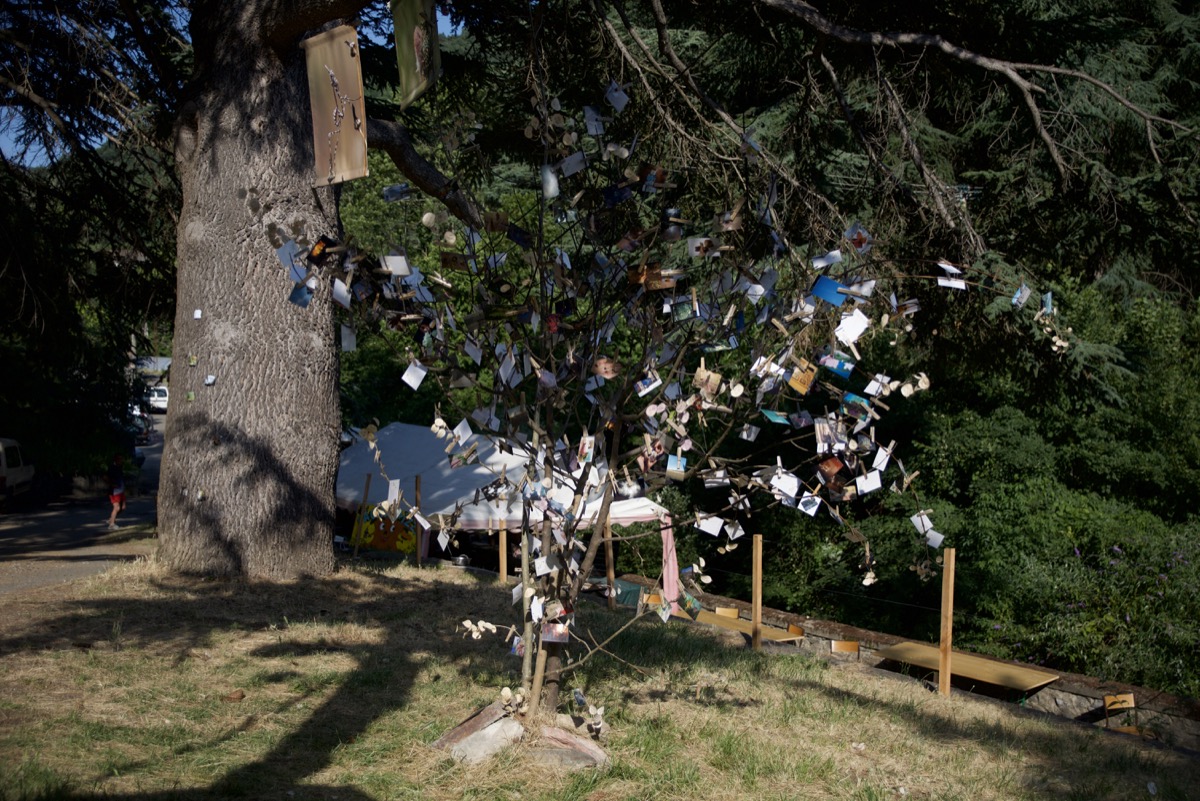 L'arbre à Photos de Pierre