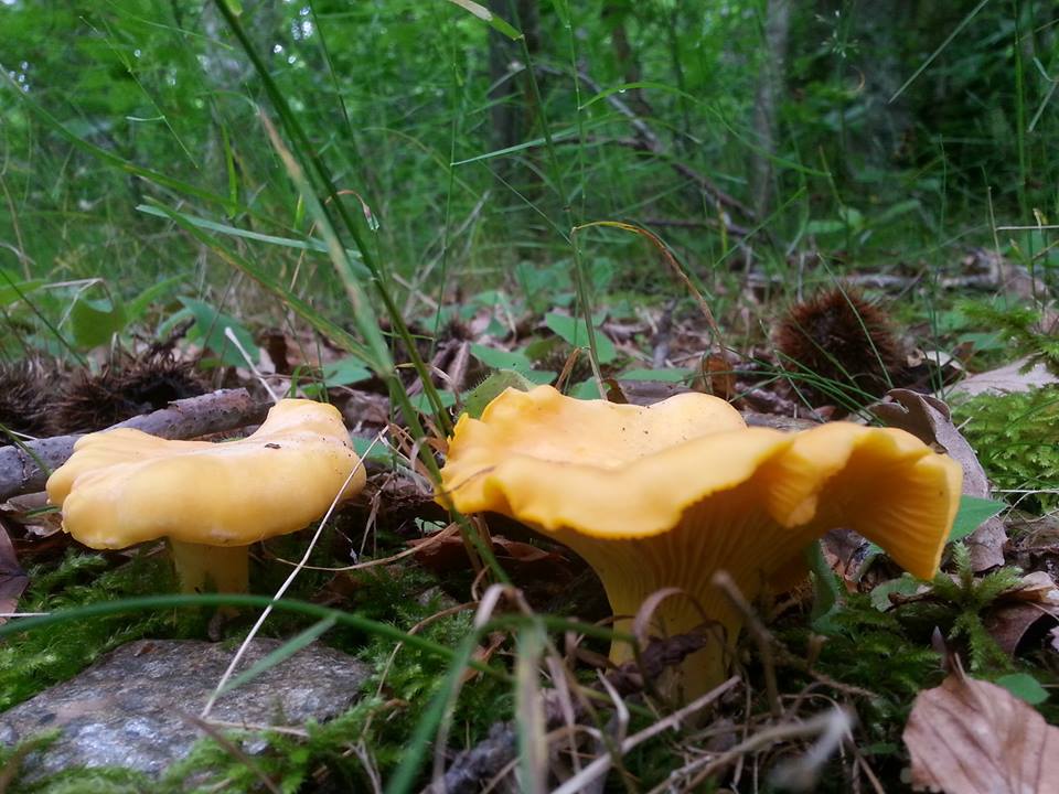 Girolles