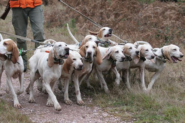 Chasse chien courant