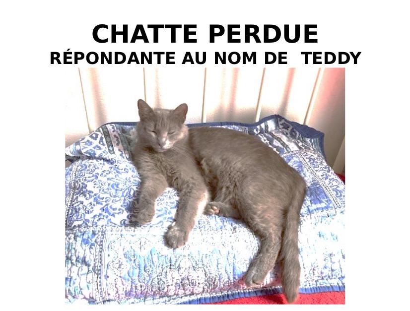 Chatte perdue 1