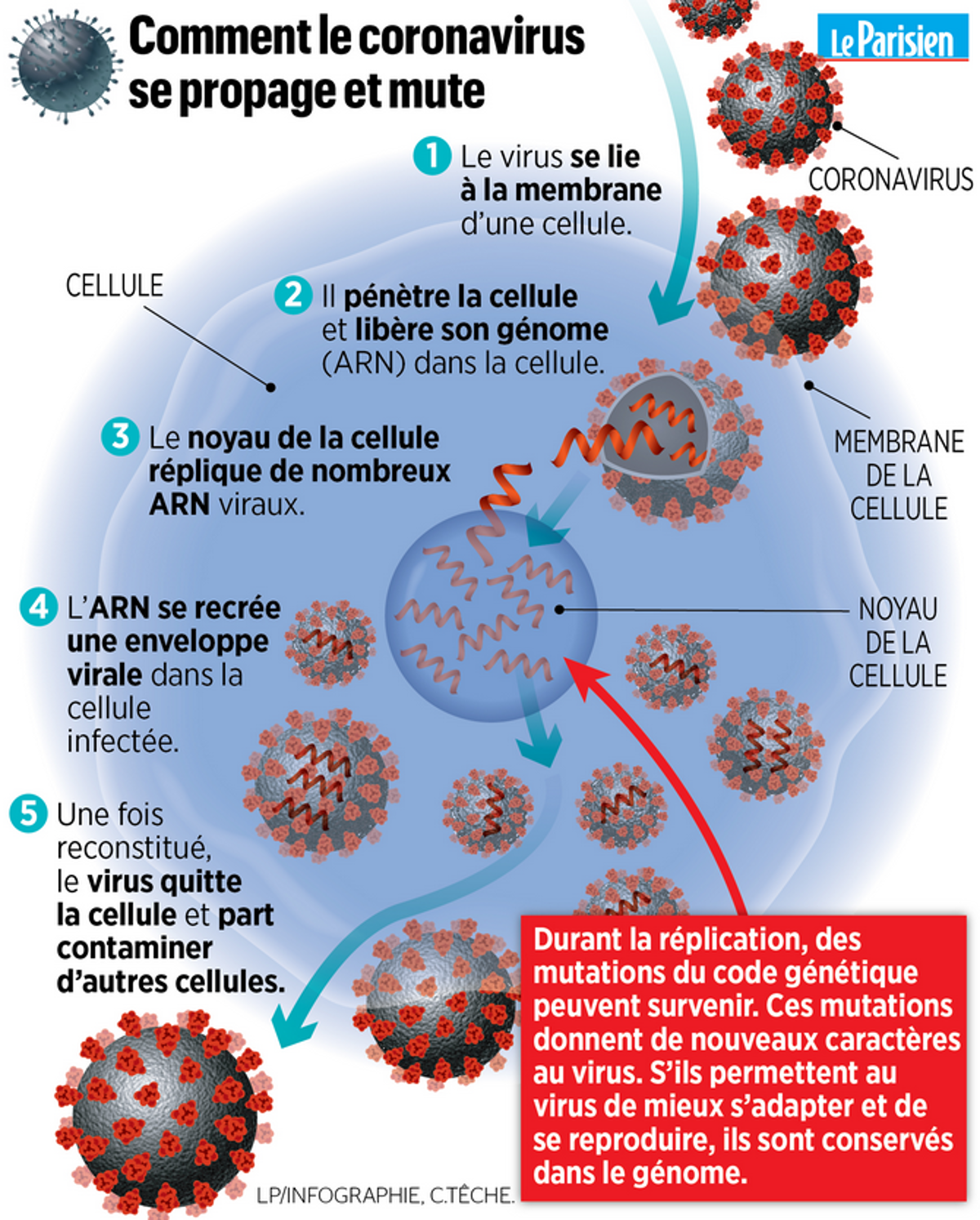 Cment le corona se propage 1