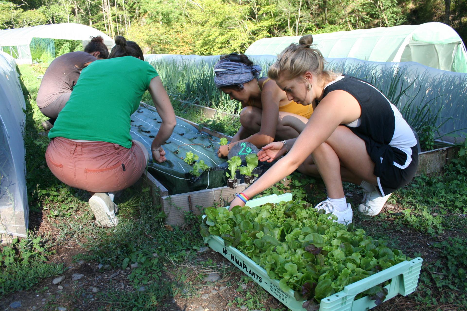 Plantation des salades