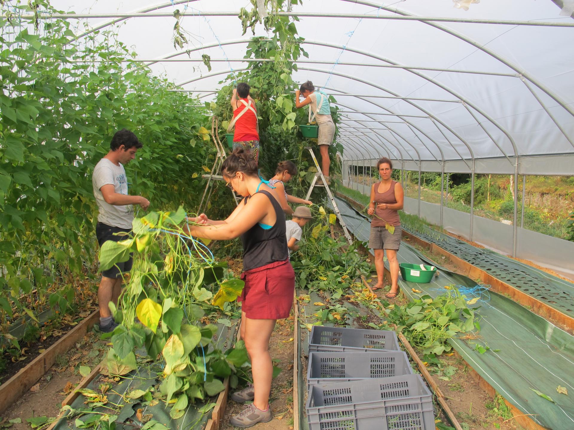 Fin des premiers haricots